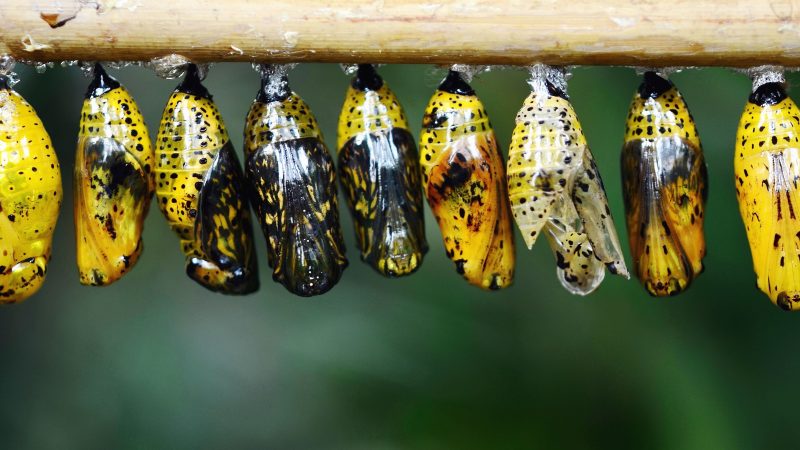 Metamorfosi – tutto si muove, tutto si trasforma
